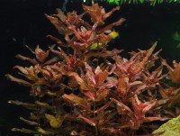 Rotala macrandra3